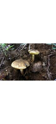 먼지헛그물버섯(먼지산그물버섯,먼지기생그물버섯) (Pseudoboletus astraeicola (Imaz.) Sutara  > Xerocomus astraeicola Imaz.)