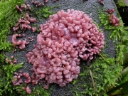 살짧은대꽃잎버섯(살곤봉자루버섯) (Ascocoryne sarcoides (Jacq.) Groves & Wilson)