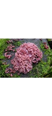 살짧은대꽃잎버섯(살곤봉자루버섯) (Ascocoryne sarcoides (Jacq.) Groves &amp; Wilson)