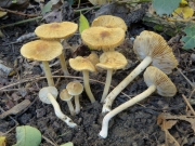 센털땀버섯(센털땀버섯아재비) (Inocybe hirtella Bres. var. hirtella  > Inocybe hirtella Bres.)