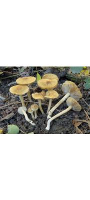 센털땀버섯(센털땀버섯아재비) (Inocybe hirtella Bres. var. hirtella  > Inocybe hirtella Bres.)