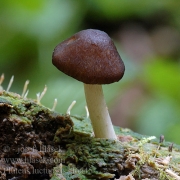 빛난버섯 (Pluteus luctuosus Boud.)