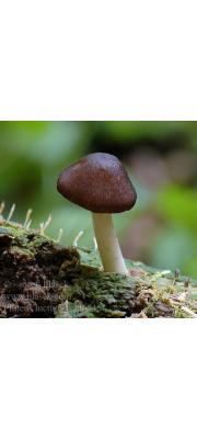 빛난버섯 (Pluteus luctuosus Boud.)