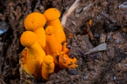 주홍분말그물버섯(주황갓그물버섯) (Pulveroboletus auriflammeus (Berk. & Curt.) Sing.)