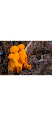 주홍분말그물버섯(주황갓그물버섯) (Pulveroboletus auriflammeus (Berk. &amp; Curt.) Sing.)