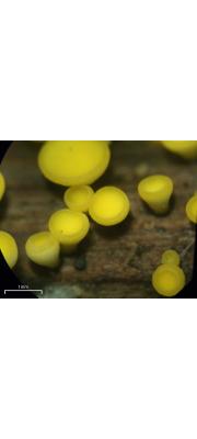 황색황고무버섯(황색고무버섯) (Bisporella citrina (Batch.) Korf &amp; Carp.)