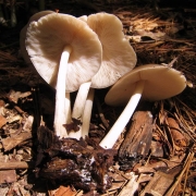 술병난버섯 (Pluteus magnus McClatchie)