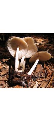 술병난버섯 (Pluteus magnus McClatchie)