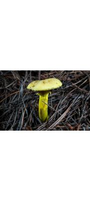 분말그물버섯(노란분말그물버섯, 갓그물버섯) (Pulveroboletus ravenelii (Berk. &amp; Curt.) Murr.)