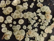 바랜황고무버섯 (Bisporella pallescens (Pers.) Carp. & Korf)