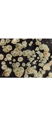 바랜황고무버섯 (Bisporella pallescens (Pers.) Carp. &amp; Korf)