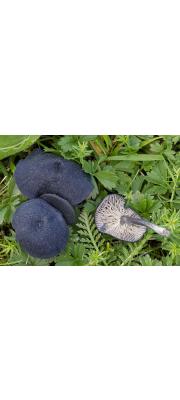 검은비늘외대버섯 (Entoloma aethiops (Scop.) G. Stev.  > Entoloma aethiops var. aethiops (Scop.) G. Stev.)