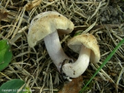 테땀버섯 (Inocybe insignissima Romagn.)