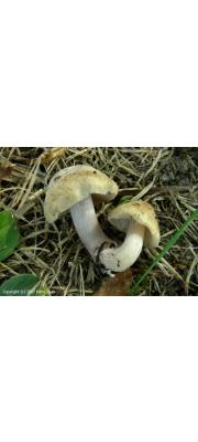 테땀버섯 (Inocybe insignissima Romagn.)