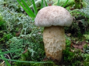회색망그물버섯(검정그물버섯, 검은머리그물버섯) (Retiboletus griseus (Frost) Binder & Bres.  > Boletus griseus Frost > B. griseus var. fuscus Hongo)