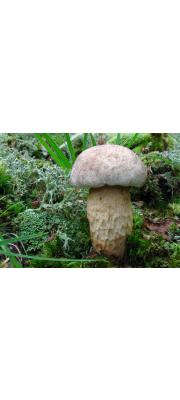 회색망그물버섯(검정그물버섯, 검은머리그물버섯) (Retiboletus griseus (Frost) Binder &amp; Bres.  > Boletus griseus Frost > B. griseus var. fuscus Hongo)