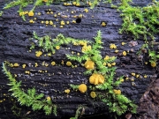 진황고무버섯(황고무압정버섯) (Bisporella sulfurina (Quél.) Carp.  > Helotium sulfurinum)