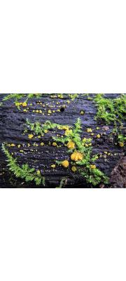 진황고무버섯(황고무압정버섯) (Bisporella sulfurina (Quél.) Carp.  > Helotium sulfurinum)