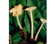 흰배꼽외대버섯아재비 (Entoloma albatum Hesler)
