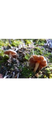 광택줄기땀버섯 (Inocybe kasugayamensis Hongo)