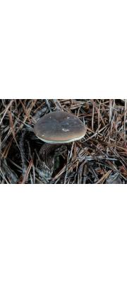 검은망그물버섯(검은쓴맛그물버섯) (Retiboletus nigerrimus (Heim) Binder &amp; Bres.  > Tylopilus nigerrimus)