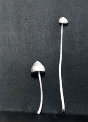 흰배꼽외대버섯 (Entoloma albinellum (Pk.) Hesler)