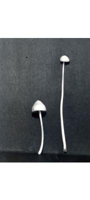 흰배꼽외대버섯 (Entoloma albinellum (Pk.) Hesler)