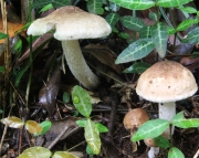 원추땀버섯 (Inocybe kobayasii Hongo)