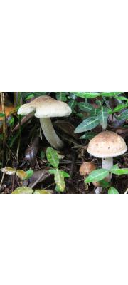 원추땀버섯 (Inocybe kobayasii Hongo)
