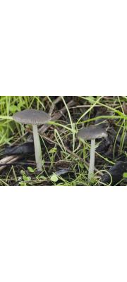 애기난버섯 (Pluteus nanus (Pers) P. Kumm.)