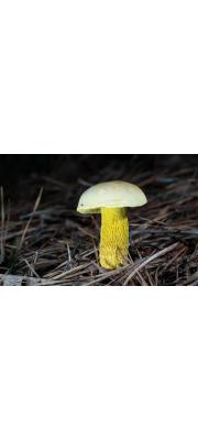 노란대망그물버섯(밤색망그물버섯, 밤색갓그물버섯, 망그물버섯) (Retiboletus ornatipes (Peck) Binder &amp; Bresinsky  > B. ornatipes Peck)