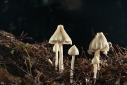 흰꼭지외대버섯 (Entoloma album Hiroë > Rhodophyllus murraii f. albus (Hiroë) Hongo)