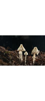 흰꼭지외대버섯 (Entoloma album Hiroë > Rhodophyllus murraii f. albus (Hiroë) Hongo)