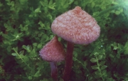 분홍털땀버섯 (Inocybe koreana W.H. Park & J.H. Lee)