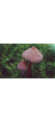 분홍털땀버섯 (Inocybe koreana W.H. Park &amp; J.H. Lee)