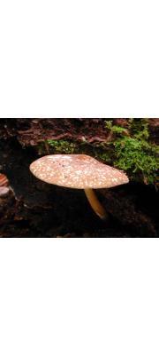 호피난버섯 (Pluteus pantherinus Courtec. &amp; M. Uchida)