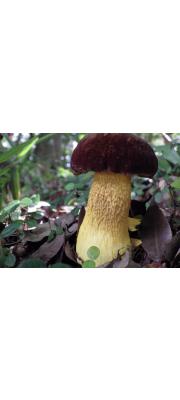 밤색망그물버섯(밤색갓그물버섯) (Retiboletus retipes (Berk. &amp; Curt.) Manfr. Binder &amp; Bres. > Pulveroboletus retipes (Berk. &amp; Curt.) Sing.)