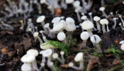 물두건버섯(점박이물두건버섯) (Cudoniella acicularis (Bull.) Schroet.)