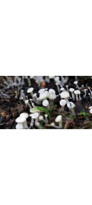 물두건버섯(점박이물두건버섯) (Cudoniella acicularis (Bull.) Schroet.)