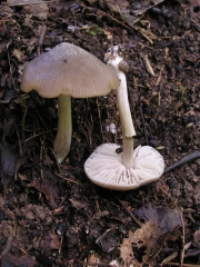 흰갈색외대버섯 (Entoloma ameides (Berk. & Br.) Sacc.)