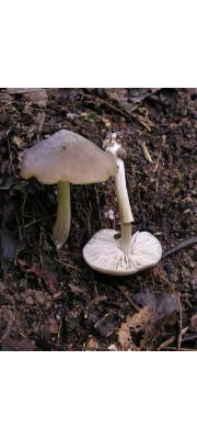 흰갈색외대버섯 (Entoloma ameides (Berk. &amp; Br.) Sacc.)