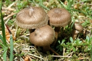 비듬땀버섯 (Inocybe lacera (Fr.) P. Kumm.  > Inocybe lacera (Fr.) P. Kummer var. lacera)
