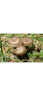 비듬땀버섯 (Inocybe lacera (Fr.) P. Kumm.  > Inocybe lacera (Fr.) P. Kummer var. lacera)