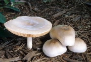 털보난버섯(갈색비늘난버섯, 흰난버섯) (Pluteus petasatus (Fr.) Gill.  > Pluteus patricius Schulz.)