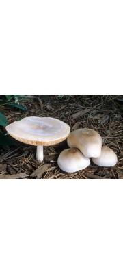 털보난버섯(갈색비늘난버섯, 흰난버섯) (Pluteus petasatus (Fr.) Gill.  > Pluteus patricius Schulz.)