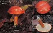 황소그물버섯(노랑쓴맛그물버섯, 황소쓴맛그물버섯) (Rubinoboletus balloui (Peck) Heinem. & Ramm. > Tylopilus balloui (Peck) Sing.)