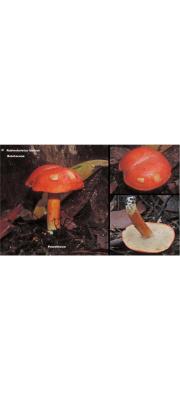황소그물버섯(노랑쓴맛그물버섯, 황소쓴맛그물버섯) (Rubinoboletus balloui (Peck) Heinem. &amp; Ramm. > Tylopilus balloui (Peck) Sing.)