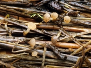 산골물두건버섯(x물두건버섯) (Cudoniella clavas (Alb. & Schw.)Dennis var. clavas > Cudoniella clavas (Alb. & Schw.) Dennis)