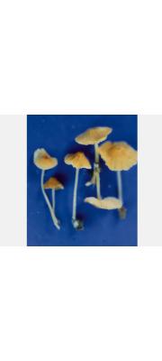 큰잎외대버섯 (Entoloma amplifolium Hesler)