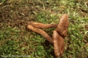 가는땀버섯 (Inocybe leptophylla Akt.  > Inocybe casimiri Vel.)